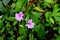 Flowers of impatiens flaccida blooming in the garden