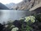 Flowers in inca lagoon