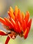 Flowers of indian coral tree