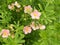 Flowers and inflorescence of Kuril tea. Pink Queen variety.