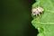 Flowers and insects