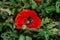 Flowers and insects. Bumblebee Latin: Bombus pollinates red poppy Latin: Papaver. Flower on green leaves background, closeup.