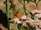 Flowers insects butterflies nature colors nature forest