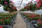 Flowers inside Greenhouse Nursery