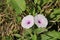 Flowers of Ipomoea aquatica flower with tree on the ground.