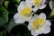 flowers iris. few white iris flowers with a yellow pestle, on a dark blurred backdrop