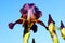 Flowers of iris in the garden, bearded irises wonderful flower
