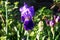 Flowers of iris in the garden, bearded irises wonderful flower