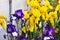 Flowers irises in the garden