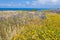 Flowers in the Israeli Apollonia national park