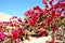 Flowers in Israeli Negev Desert