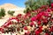 Flowers in Israeli Negev Desert