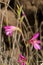 Flowers of Italian gladiolus.