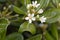 Flowers of Japanese cheesewood Pittosporum tobira