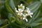 Flowers of Japanese cheesewood Pittosporum tobira