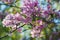 Flowers of Japanese cherries blossom in the spring.