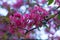 Flowers of Japanese cherries blossom in the spring.