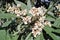 Flowers of Japanese loquat tree
