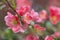 Flowers of japanese quince tree - symbol of spring, macro shot w