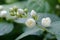 Flowers of jasmin after rain