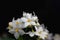 Flowers of a jasmine nightshade, Solanum laxum