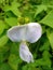 the flowers of the jicama plant are very beautiful