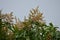 Flowers on a Julie Mango Tree