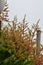 Flowers on a Julie Mango Tree