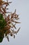 Flowers on a Julie Mango Tree