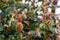 Flowers of Justicia brandegeeana in blooming. evergreen shrub Mexican shrimp plant, shrimp plant or false hop. soft focus
