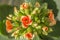 Flowers of Kalanchoe plants