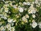 Flowers of kamara lantana - White
