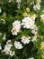 Flowers of kamara lantana - White