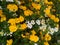 Flowers of kamara lantana - White and Yellow