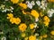 Flowers of kamara lantana - White and Yellow