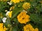 Flowers of kamara lantana - Yellow