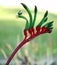 Flowers - Kangaroo Paw