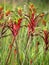 Flowers - Kangaroo paw