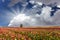 The flowers in the kibbutz field