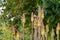 Flowers of Kniphofia, also called Tritoma, red hot poker, torch