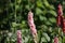 Flowers of the knotweed Bistorta affinis superbum in the morning light, latin name is Persicaria affinis or fleece flower close up