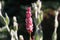 Flowers of the knotweed Bistorta affinis superbum in the morning light, latin name is Persicaria affinis or fleece flower close up