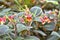 Flowers of kohleria amabilis, the tree gloxinia