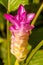 Flowers:Krajiao flower,Siam Tulip.