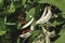 Flowers and Lablab beans Lablab purpureus in the tree