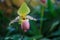 Flowers: Lady`s slipper, lady slipper or slipper orchid Paphiopedilum, Paphiopedilum sukhakulii. The slipper-shaped lip of the flo