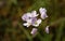 The flowers of a Ladyâ€™s Smock or  Cuckoo Flower, Cardamine pratensis, growing in a meadow in the UK in spring.