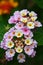 Flowers of Lantana camara