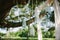 Flowers, lanterns, cloth hanging from a large oak tree in Florid