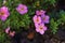 Flowers lapchatki lat. Potentilla shrub rose on a Bush in the garden